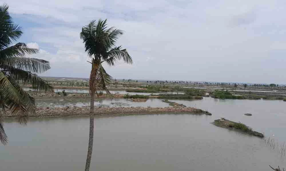 চকরিয়ায় প্রধান উপদেষ্টার প্রতিষ্ঠিত ফাউন্ডেশনের চিংড়ি ঘেরে ডাকাতি! (ভিডিও)